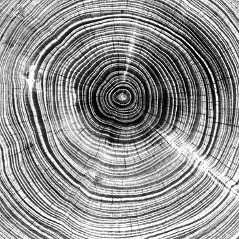 Drvo Prsten Platnu Umjetničkih Slika Zidni Namještaj , Crno - bijele Rustikalni Drveni Platnu Kućni Moderne Plakata o drvo Dekor